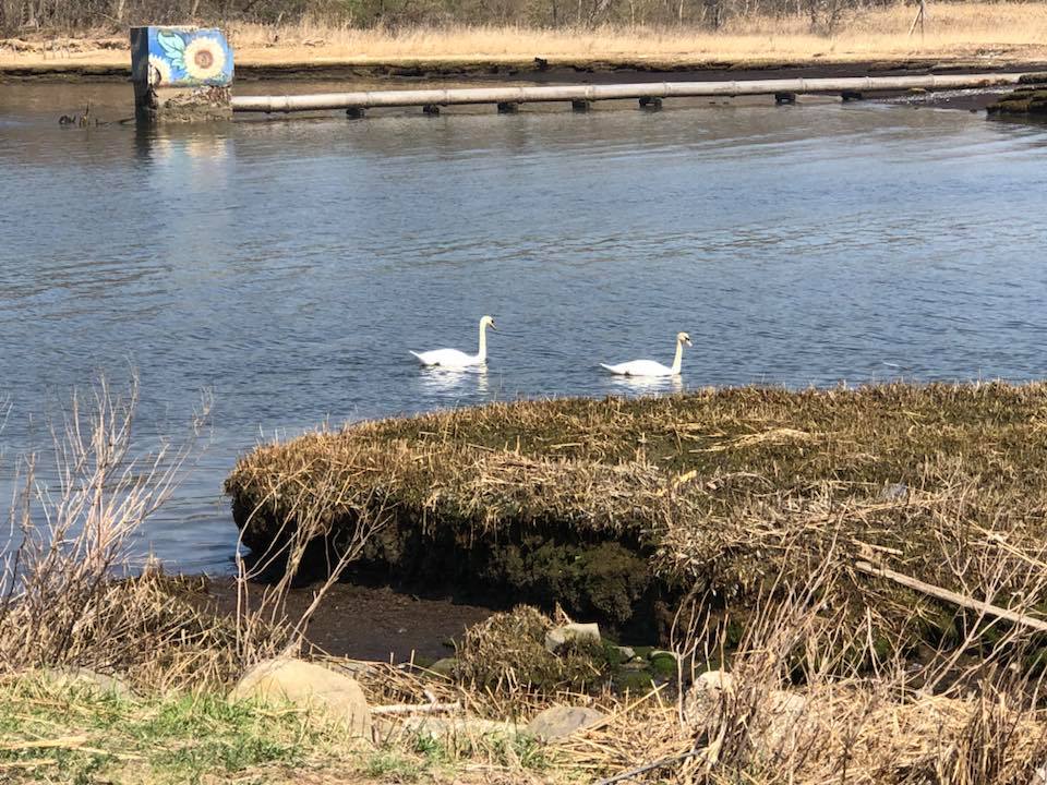 Shore Cleanup Swans